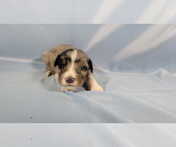 Medium Photo #11 Bernedoodle (Miniature) Puppy For Sale in BLACK FOREST, CO, USA