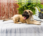 Small Photo #46 Mastiff Puppy For Sale in WAKARUSA, IN, USA