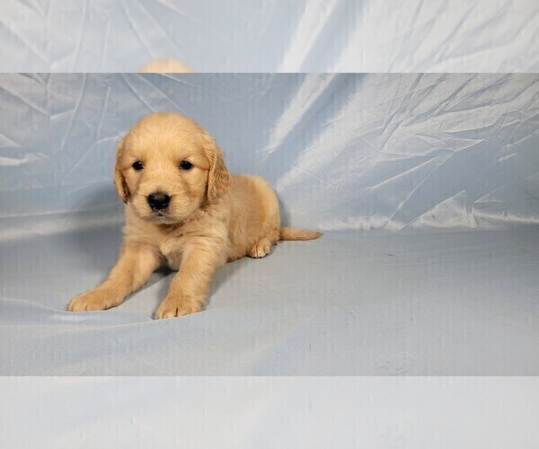 Medium Photo #4 Golden Retriever Puppy For Sale in BLACK FOREST, CO, USA