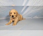 Small #3 Golden Retriever