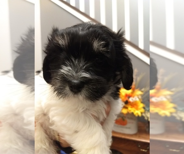 Medium Photo #1 Havanese Puppy For Sale in CRETE, NE, USA