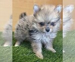 Small #1 Pomeranian