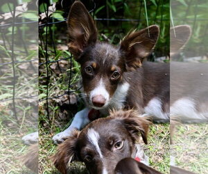 Australian Shepherd-Chihuahua Mix Dogs for adoption in Wakefield, RI, USA