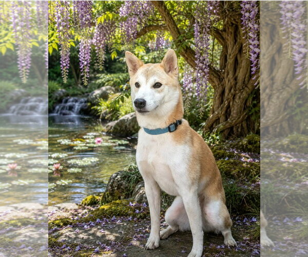 Medium Photo #1 Shiba Inu Puppy For Sale in Bon Carbo, CO, USA