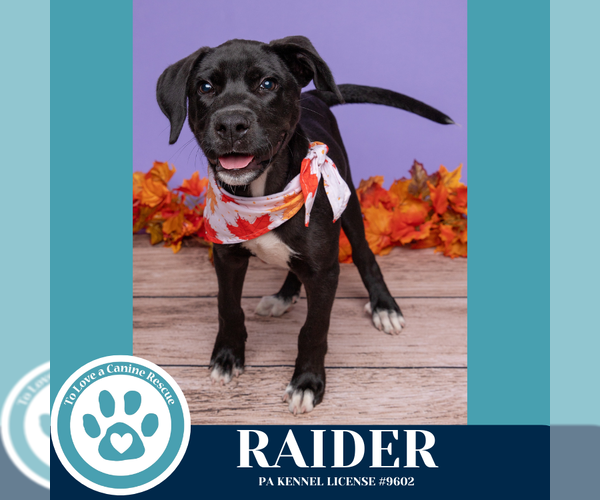 Medium Photo #2 Labrador Retriever-Unknown Mix Puppy For Sale in Kimberton, PA, USA
