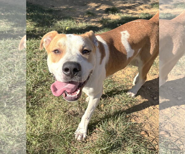 Medium Photo #3 Bulldog-Unknown Mix Puppy For Sale in Wetumpka, AL, USA
