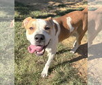 Small Photo #3 Bulldog-Unknown Mix Puppy For Sale in Wetumpka, AL, USA