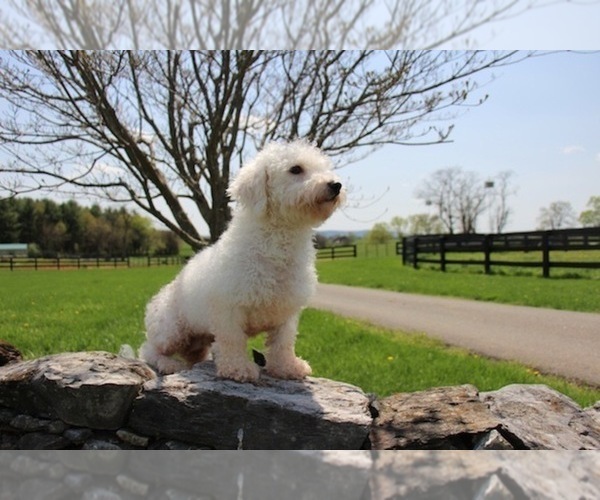 Medium Photo #1 Cavachon Puppy For Sale in BOYCE, VA, USA