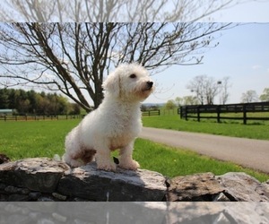 Mother of the Cavachon puppies born on 06/09/2022