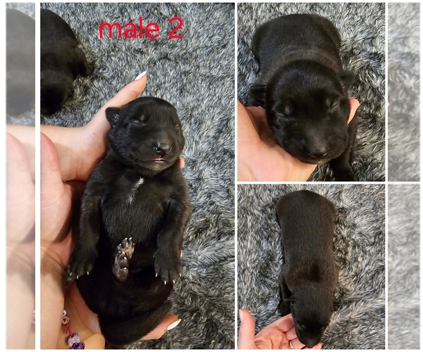 Medium Photo #4 Belgian Malinois Puppy For Sale in HIGHLAND, CA, USA