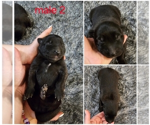 Medium Belgian Malinois