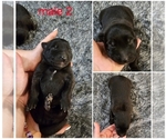 Puppy Puppy 2 Belgian Malinois