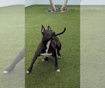 Small #12 American Pit Bull Terrier