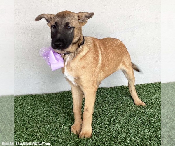 Medium Photo #3 German Shepherd Dog-Unknown Mix Puppy For Sale in San Diego, CA, USA