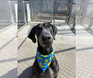 Doberman Pinscher Dogs for adoption in Minneaoplis, MN, USA