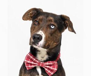 Siberian Husky-Unknown Mix Dogs for adoption in Santa Barbara, CA, USA