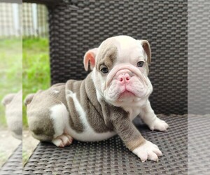 English Bulldog Puppy for sale in BRANDON, FL, USA