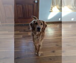 Small #1 Golden Retriever Mix