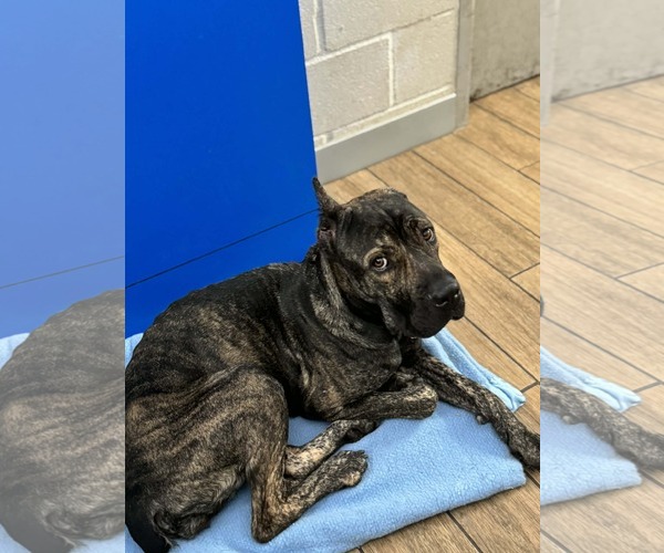 Medium Photo #2 Mutt Puppy For Sale in Rowlett, TX, USA