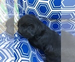Small Photo #14 Labradoodle Puppy For Sale in RICE LAKE, WI, USA