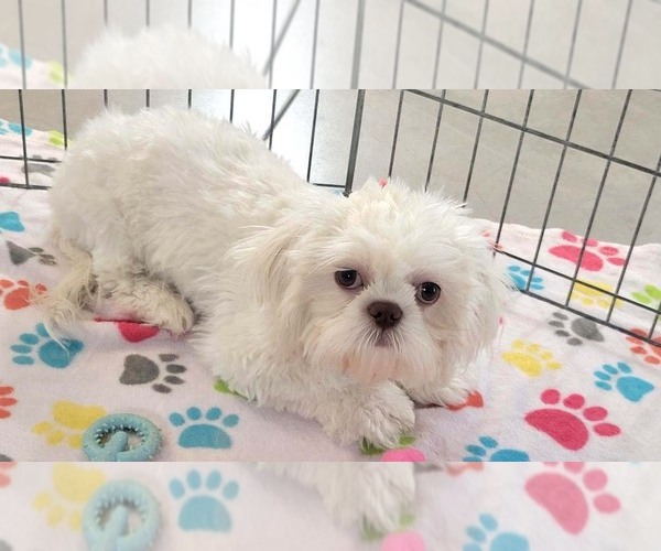 Medium Photo #10 Shih Tzu Puppy For Sale in ORO VALLEY, AZ, USA