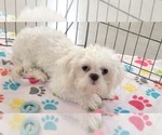 Small #9 Shih Tzu