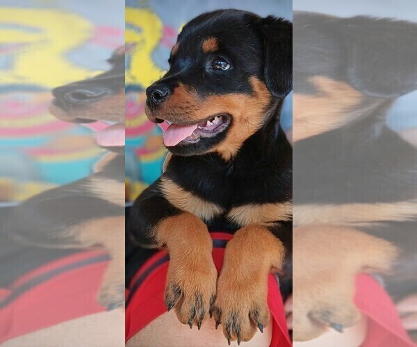 Medium Photo #1 Rottweiler Puppy For Sale in RESEDA, CA, USA