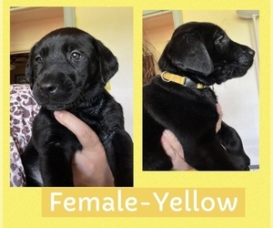 Medium Labrador Retriever