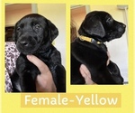 Puppy Puppy 3 Yellow Labrador Retriever