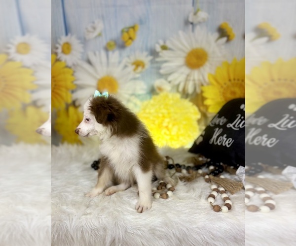 Medium Photo #8 Miniature Australian Shepherd Puppy For Sale in RIPLEY, MS, USA