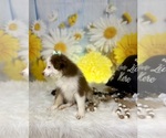 Small #7 Miniature Australian Shepherd