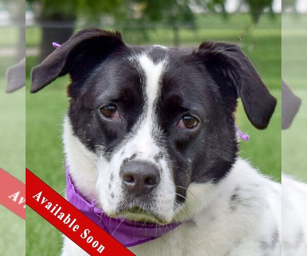Medium Photo #2 Border Collie-Unknown Mix Puppy For Sale in Huntley, IL, USA