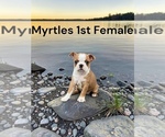 Image preview for Ad Listing. Nickname: Myrtles litter