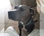 Small #2 American Staffordshire Terrier