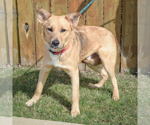 Medium Photo #3 Collie-German Shorthaired Pointer Mix Puppy For Sale in Huntley, IL, USA