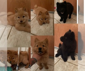 Chow Chow Puppy for sale in DEL ROSA, CA, USA