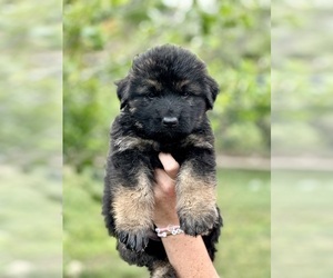 German Shepherd Dog Puppy for Sale in BRUCEVILLE, Texas USA