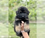 Small German Shepherd Dog