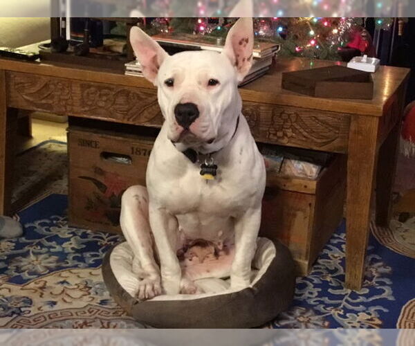 Medium Photo #1 American Pit Bull Terrier-American Staffordshire Terrier Mix Puppy For Sale in Yoder, CO, USA