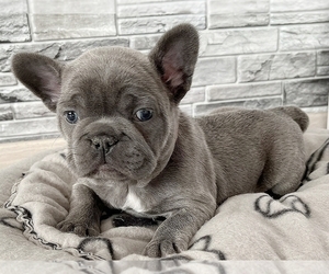 Medium French Bulldog