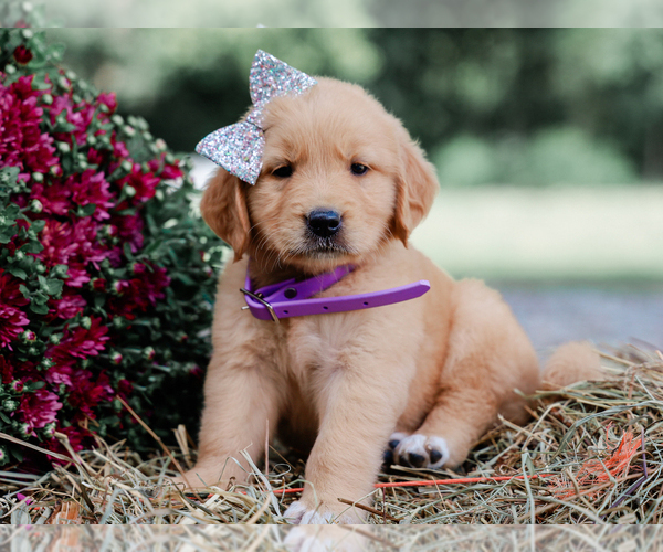 Medium Photo #1 Golden Retriever Puppy For Sale in LIBERTY, KY, USA
