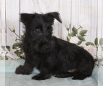 Small Scottish Terrier