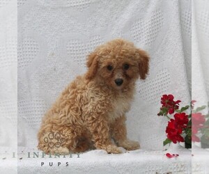 Cavachon Puppy for sale in RISING SUN, MD, USA