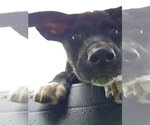 Small #3 Labrador Retriever
