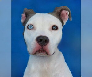 American Staffordshire Terrier-Unknown Mix Dogs for adoption in Pasadena, CA, USA