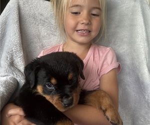 Rottweiler Puppy for sale in GILBERT, WV, USA