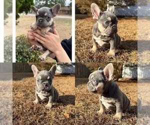Medium French Bulldog