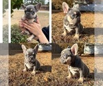 Small French Bulldog