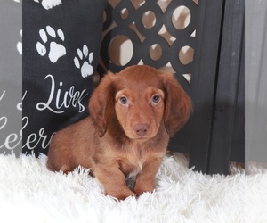 Dachshund Puppy for Sale in MOUNT VERNON, Ohio USA