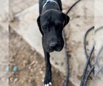 Small Photo #1 Great Dane Puppy For Sale in Vail, AZ, USA